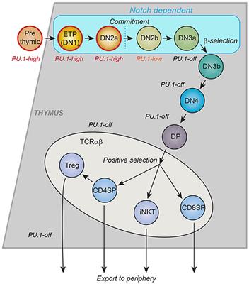 Mechanisms of Action of Hematopoietic Transcription Factor PU.1 in Initiation of T-Cell Development